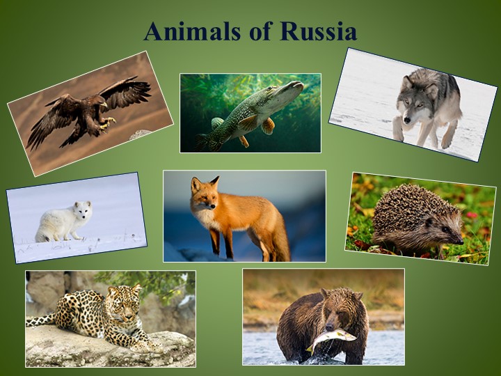 Презентация по английскому языку на тему "Animals of Russia "  - Скачать презентации бесплатно | Читать или скачать учебники для школы онлайн бесплатно ☑ Школьные учебники school-textbook.com