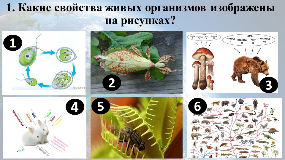 Самостоятельная работа по биологии по теме "Свойства живого" (9 класс)  - Скачать презентации бесплатно | Читать или скачать учебники для школы онлайн бесплатно ☑ Школьные учебники school-textbook.com