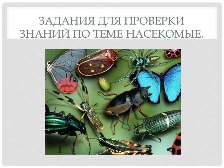 Презентация "Задания по теме насекомые" - Скачать презентации бесплатно | Читать или скачать учебники для школы онлайн бесплатно ☑ Школьные учебники school-textbook.com