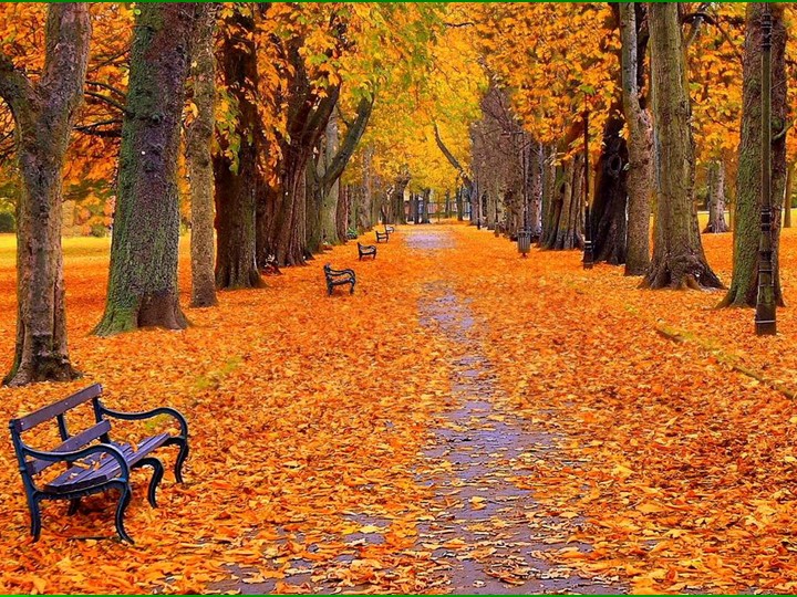 Презентация по биологии на тему "Испарение воды листьями. Листопад" (6 класс) - Скачать презентации бесплатно | Читать или скачать учебники для школы онлайн бесплатно ☑ Школьные учебники school-textbook.com