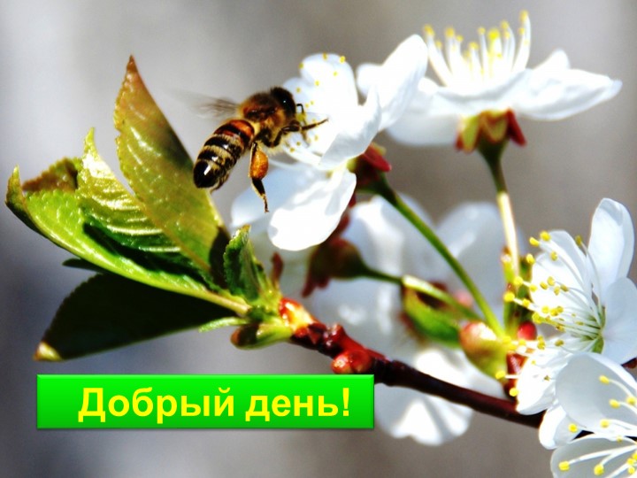 Презентация по биологии на тему "Способы размножения растений" (6 класс) - Скачать презентации бесплатно | Читать или скачать учебники для школы онлайн бесплатно ☑ Школьные учебники school-textbook.com