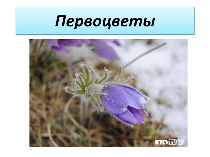 Презентация к уроку по Забайкаловедению на тему "Первоцветы" (3 класс) - Скачать презентации бесплатно | Читать или скачать учебники для школы онлайн бесплатно ☑ Школьные учебники school-textbook.com