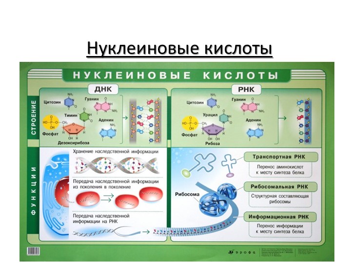 Презентация по биологии "Нуклеиновые кислоты. Синтез белка" (10 класс) - Скачать презентации бесплатно | Читать или скачать учебники для школы онлайн бесплатно ☑ Школьные учебники school-textbook.com