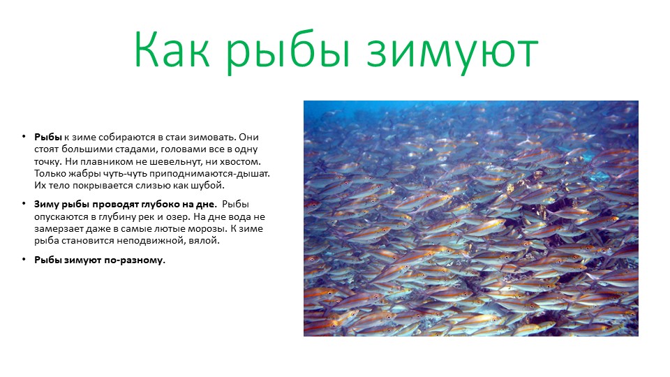 Презентация на тему "Как зимуют рыбы". - Скачать презентации бесплатно | Читать или скачать учебники для школы онлайн бесплатно ☑ Школьные учебники school-textbook.com