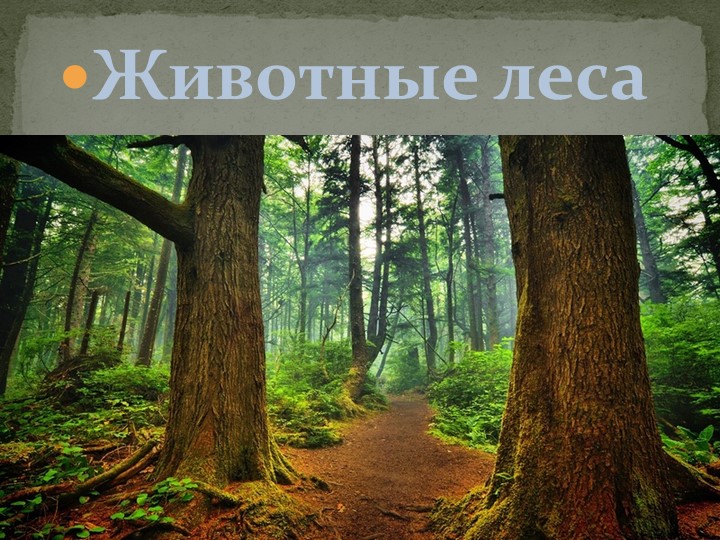 Презентация по логопедии на тему " Животные леса" - Скачать презентации бесплатно | Читать или скачать учебники для школы онлайн бесплатно ☑ Школьные учебники school-textbook.com