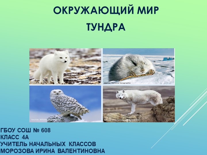 Презентация по окружающему миру на тему "Тундра" (4 класс) - Скачать презентации бесплатно | Читать или скачать учебники для школы онлайн бесплатно ☑ Школьные учебники school-textbook.com