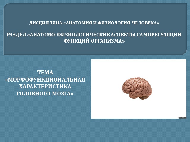 МОРФОФУНКЦИОНАЛЬНАЯ ХАРАКТЕРИСТИКА ГОЛОВНОГО МОЗГА - Скачать презентации бесплатно | Читать или скачать учебники для школы онлайн бесплатно ☑ Школьные учебники school-textbook.com