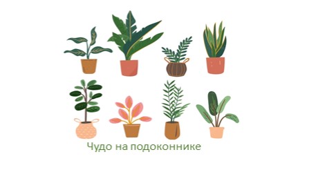 Презентация занятия для старших дошкольников "Чудо на подоконнике"  - Скачать презентации бесплатно | Читать или скачать учебники для школы онлайн бесплатно ☑ Школьные учебники school-textbook.com