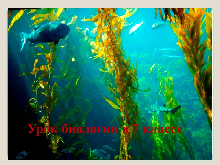 Презентация урока по биологии Водоросли, их характеристика. - Скачать презентации бесплатно | Читать или скачать учебники для школы онлайн бесплатно ☑ Школьные учебники school-textbook.com