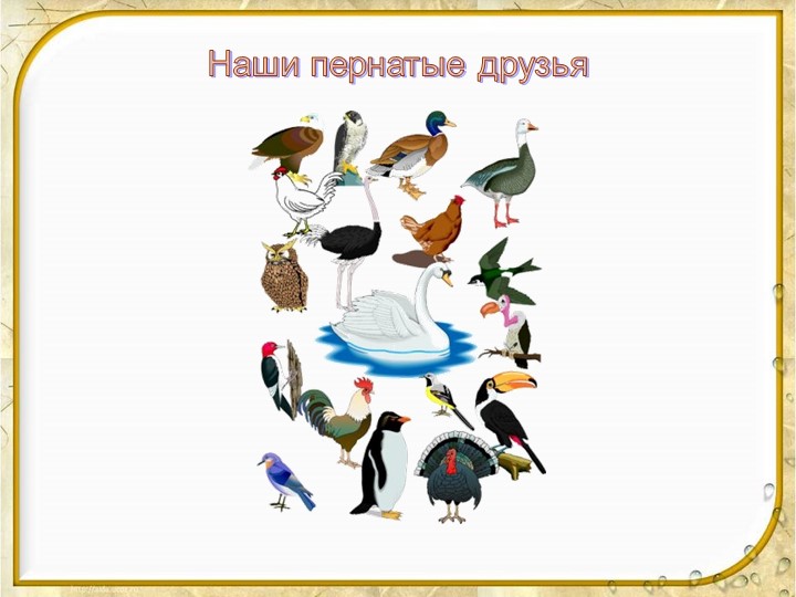 Презентация "Наши пернатые друзья" - Скачать презентации бесплатно | Читать или скачать учебники для школы онлайн бесплатно ☑ Школьные учебники school-textbook.com
