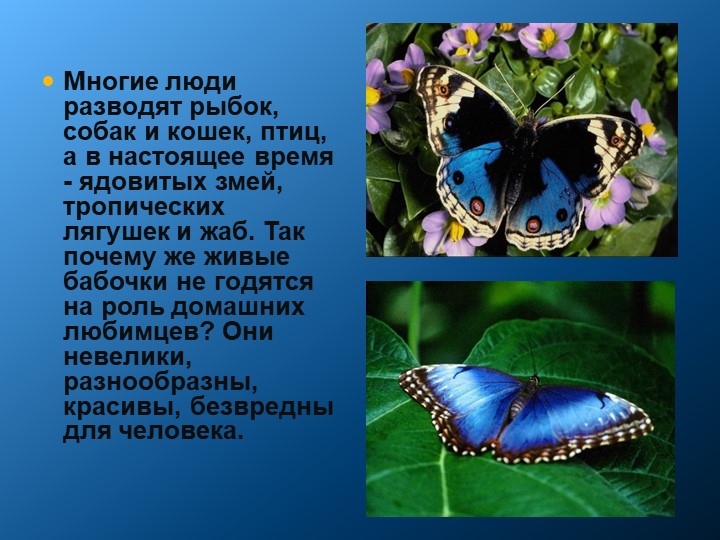 Презентация к исследовательской работе "Как вырастить бабочек в домашних условиях" - Скачать презентации бесплатно | Читать или скачать учебники для школы онлайн бесплатно ☑ Школьные учебники school-textbook.com