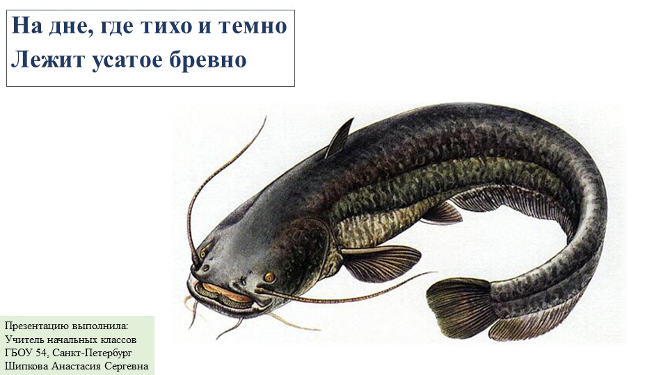 Презентация по окружающему миру на тему "Кто такие птицы?" (1класс)  - Скачать презентации бесплатно | Читать или скачать учебники для школы онлайн бесплатно ☑ Школьные учебники school-textbook.com