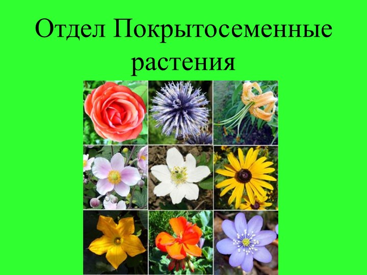 Презентация по биологии:"Классы покрытосеменных растений" - Скачать презентации бесплатно | Читать или скачать учебники для школы онлайн бесплатно ☑ Школьные учебники school-textbook.com