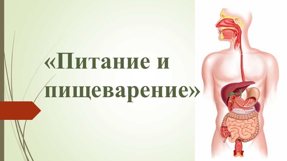Презентация к уроку "Питание и пищеварение" - Скачать презентации бесплатно | Читать или скачать учебники для школы онлайн бесплатно ☑ Школьные учебники school-textbook.com
