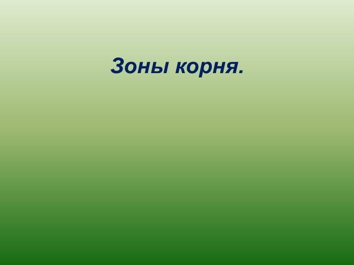 Презентация на тему "Зоны корня" - Скачать презентации бесплатно | Читать или скачать учебники для школы онлайн бесплатно ☑ Школьные учебники school-textbook.com