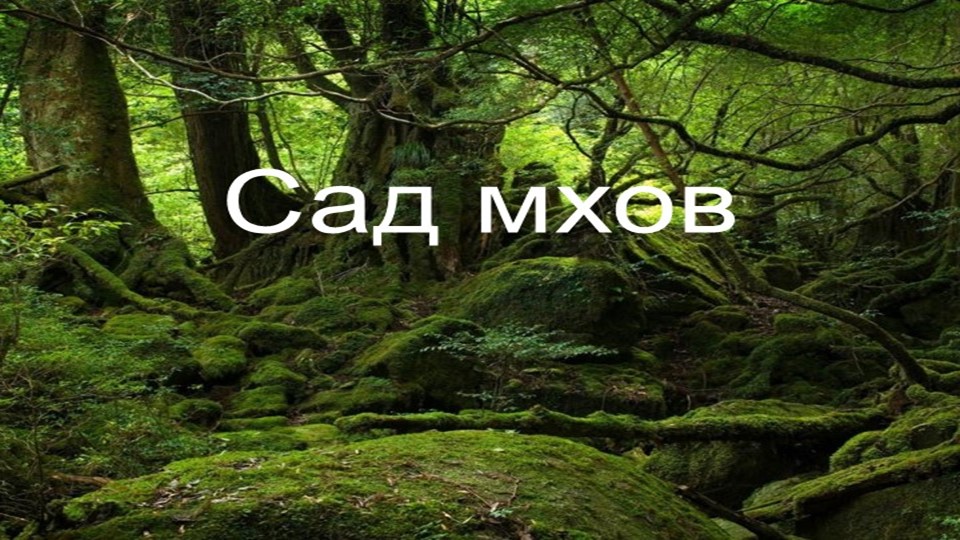 Презентация по окружающему миру " Мхи" - Скачать презентации бесплатно | Читать или скачать учебники для школы онлайн бесплатно ☑ Школьные учебники school-textbook.com
