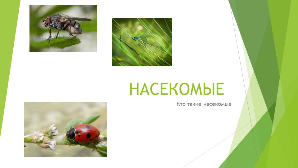 Презентация по Окружающему миру на тему: Насекомые - Скачать презентации бесплатно | Читать или скачать учебники для школы онлайн бесплатно ☑ Школьные учебники school-textbook.com