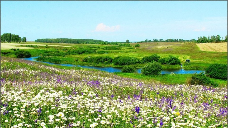 Презентация "Лекарственные растения " - Скачать презентации бесплатно | Читать или скачать учебники для школы онлайн бесплатно ☑ Школьные учебники school-textbook.com