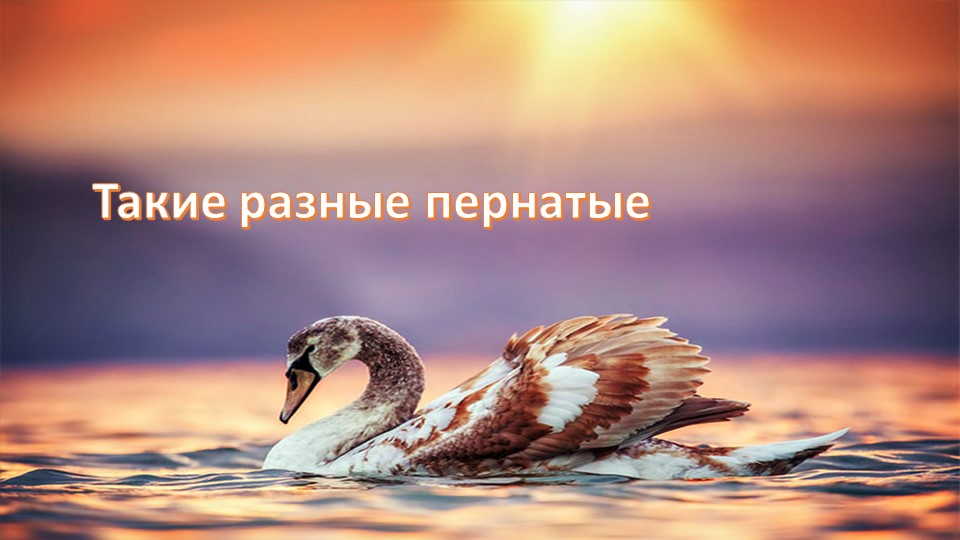 Обобщающий урок "Такие разные пернатые" - Скачать презентации бесплатно | Читать или скачать учебники для школы онлайн бесплатно ☑ Школьные учебники school-textbook.com