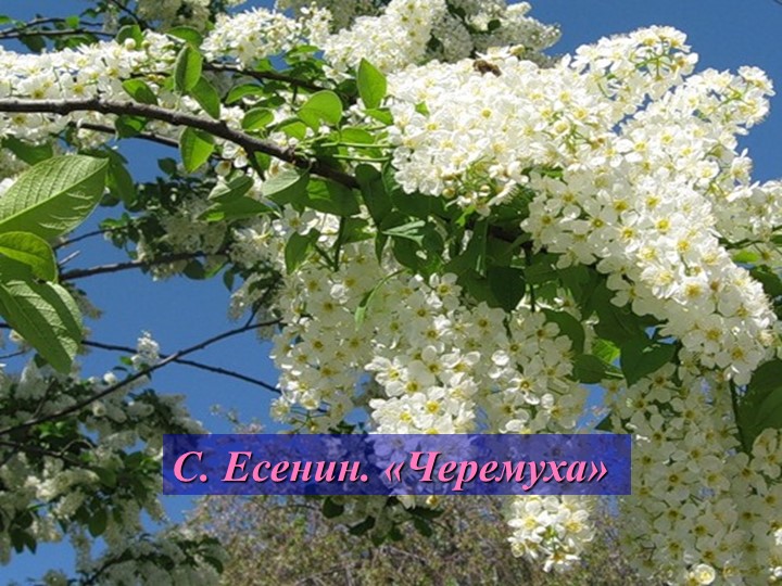 Презентация по литературному чтению на тему "Биография Есенина" (3 класс)  - Скачать презентации бесплатно | Читать или скачать учебники для школы онлайн бесплатно ☑ Школьные учебники school-textbook.com