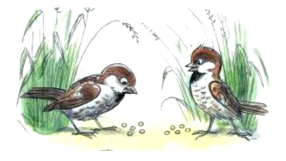 Презентация к пособию М.В. Буряк "Функциональная грамотность 1 класс" "Чик и Чирик" - Скачать презентации бесплатно | Читать или скачать учебники для школы онлайн бесплатно ☑ Школьные учебники school-textbook.com