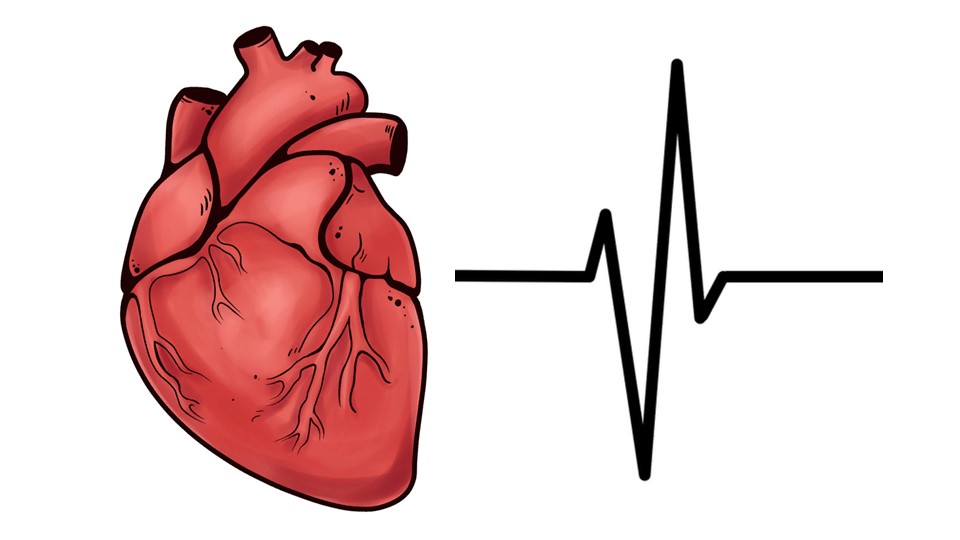 Презентация к уроку по биологии на тему: "Первая помощь при кровотечениях" (8 класс) - Скачать презентации бесплатно | Читать или скачать учебники для школы онлайн бесплатно ☑ Школьные учебники school-textbook.com