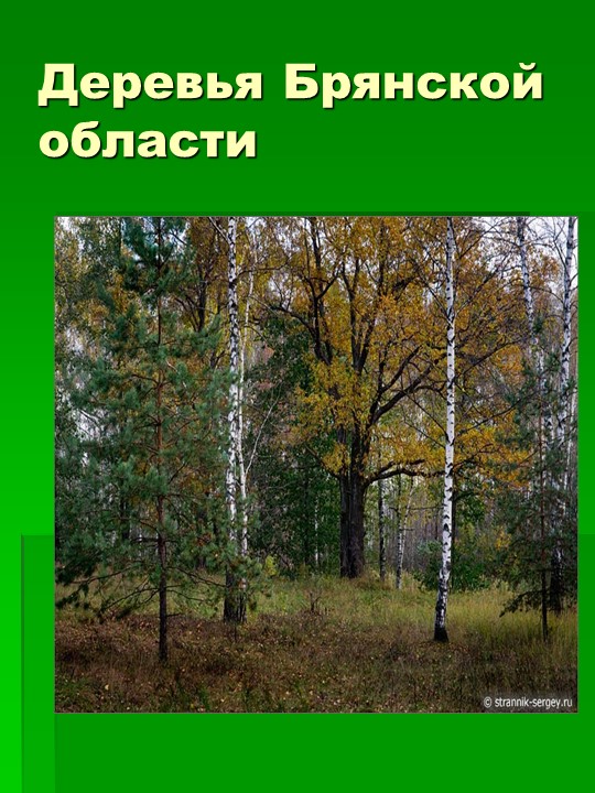 Презентация на тему "Деревья Брянской области" - Скачать презентации бесплатно | Читать или скачать учебники для школы онлайн бесплатно ☑ Школьные учебники school-textbook.com