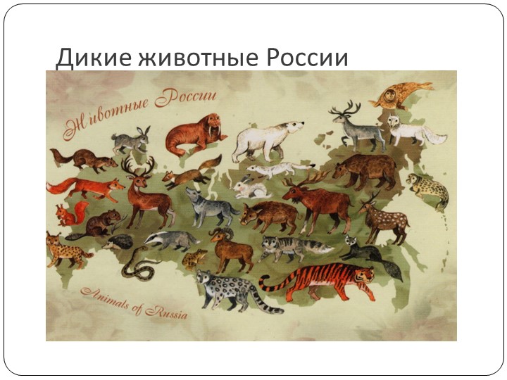 Презентация по окружающему миру на тему:" Дикие животные России" - Скачать презентации бесплатно | Читать или скачать учебники для школы онлайн бесплатно ☑ Школьные учебники school-textbook.com