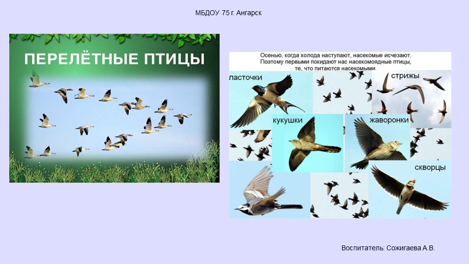 Презентация по окружающему миру "Пернатые друзья, перелетные птицы" - Скачать презентации бесплатно | Читать или скачать учебники для школы онлайн бесплатно ☑ Школьные учебники school-textbook.com