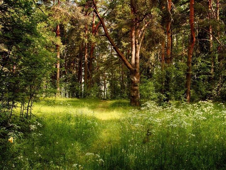 Презентация к уроку биологии на тему "Типы развития насекомых" - Скачать презентации бесплатно | Читать или скачать учебники для школы онлайн бесплатно ☑ Школьные учебники school-textbook.com