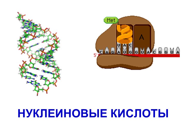 Презентация "Химический состав клетки.Нуклеиновые кислоты" - Скачать презентации бесплатно | Читать или скачать учебники для школы онлайн бесплатно ☑ Школьные учебники school-textbook.com