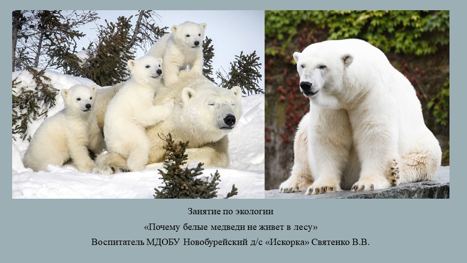 Презентация на тему "Почему белые медведи не живут в лесу" - Скачать презентации бесплатно | Читать или скачать учебники для школы онлайн бесплатно ☑ Школьные учебники school-textbook.com