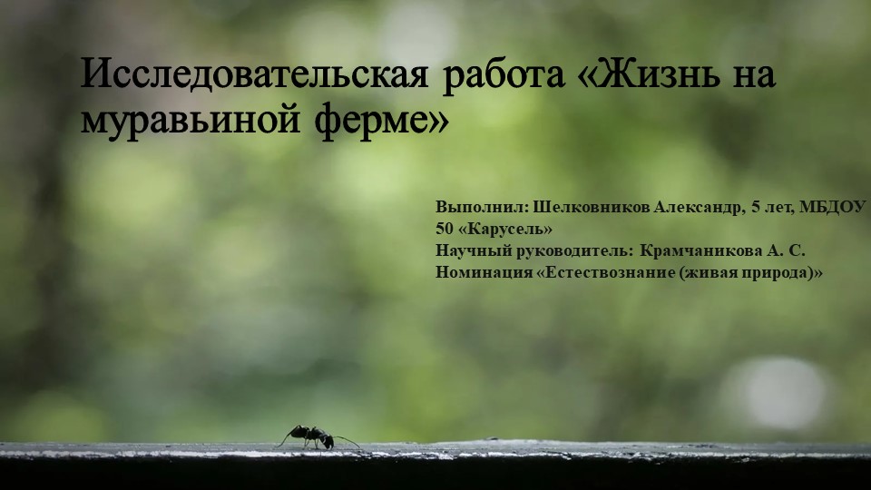 Презентация проекта "Моя муравьиная ферма" - Скачать презентации бесплатно | Читать или скачать учебники для школы онлайн бесплатно ☑ Школьные учебники school-textbook.com