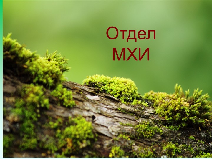 Презентация по биологии на тему "Мхи" - Скачать презентации бесплатно | Читать или скачать учебники для школы онлайн бесплатно ☑ Школьные учебники school-textbook.com