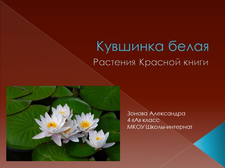 Презентация "Кувшинка Белая-растения красной книги" - Скачать презентации бесплатно | Читать или скачать учебники для школы онлайн бесплатно ☑ Школьные учебники school-textbook.com