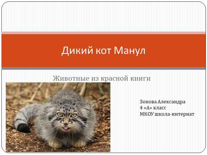 Презентация "Манул-животное красной книги" - Скачать презентации бесплатно | Читать или скачать учебники для школы онлайн бесплатно ☑ Школьные учебники school-textbook.com