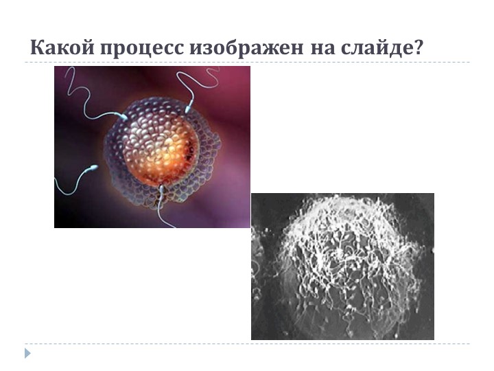 Презентация по теме "Онтогенез"  - Скачать презентации бесплатно | Читать или скачать учебники для школы онлайн бесплатно ☑ Школьные учебники school-textbook.com