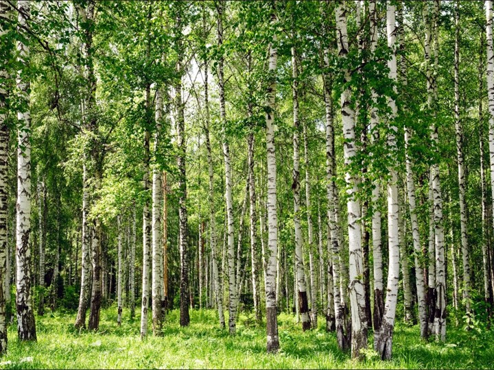 Презентация: 200-летие со дня рождения Н.А. Некрасова, 2021г. - Скачать презентации бесплатно | Читать или скачать учебники для школы онлайн бесплатно ☑ Школьные учебники school-textbook.com