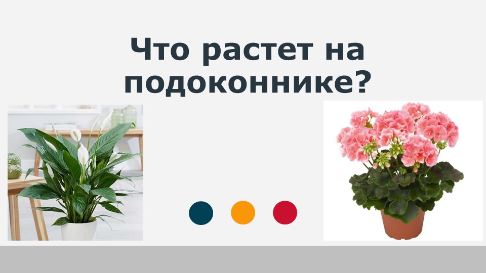 Окружающий мир 1 класс «Что растет на подоконнике?» - Скачать презентации бесплатно | Читать или скачать учебники для школы онлайн бесплатно ☑ Школьные учебники school-textbook.com