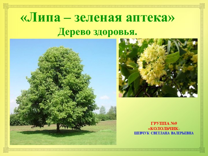 Презентация по экологии "ЛИПА." "(для детей 6-7 лет) - Скачать презентации бесплатно | Читать или скачать учебники для школы онлайн бесплатно ☑ Школьные учебники school-textbook.com