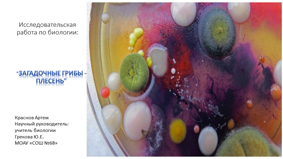 Исследовательская работа "Загадочные грибы-плесень" (презентация) - Скачать презентации бесплатно | Читать или скачать учебники для школы онлайн бесплатно ☑ Школьные учебники school-textbook.com