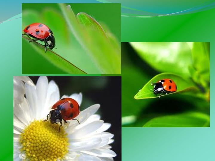 Презентация по технологии на тему: «Игрушки из бумаги. Божья коровка» (3 класс) - Скачать презентации бесплатно | Читать или скачать учебники для школы онлайн бесплатно ☑ Школьные учебники school-textbook.com