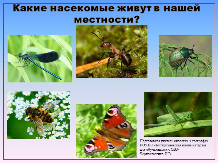 Презентация по природоведению на тему "Кузнечики, муравьи, пчелы" (6 класс) - Скачать презентации бесплатно | Читать или скачать учебники для школы онлайн бесплатно ☑ Школьные учебники school-textbook.com