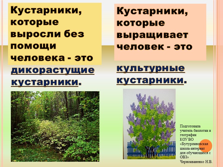 Презентация по природоведению на тему "Травы" (6 класс) - Скачать презентации бесплатно | Читать или скачать учебники для школы онлайн бесплатно ☑ Школьные учебники school-textbook.com