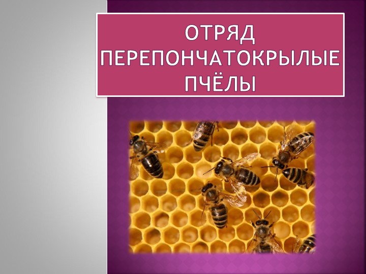 Презентация "Биологические особенности пчёл" - Скачать презентации бесплатно | Читать или скачать учебники для школы онлайн бесплатно ☑ Школьные учебники school-textbook.com