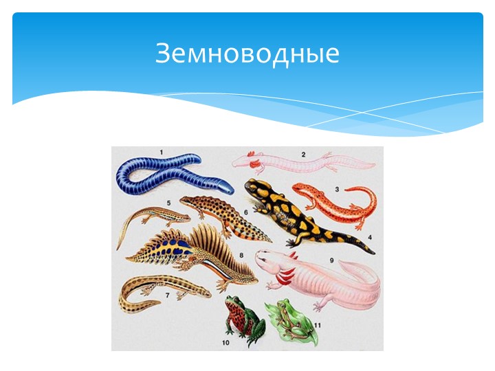Урок по теме: класс Земноводные - Скачать презентации бесплатно | Читать или скачать учебники для школы онлайн бесплатно ☑ Школьные учебники school-textbook.com