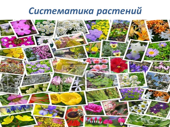 Презентация по биологи " Систематика растений" 6 класс - Скачать презентации бесплатно | Читать или скачать учебники для школы онлайн бесплатно ☑ Школьные учебники school-textbook.com