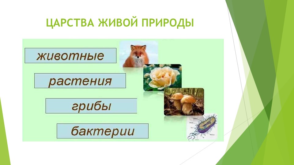 Окружающий мир. Тема: "ЦАРСТВО ГРИБОВ" - Скачать презентации бесплатно | Читать или скачать учебники для школы онлайн бесплатно ☑ Школьные учебники school-textbook.com