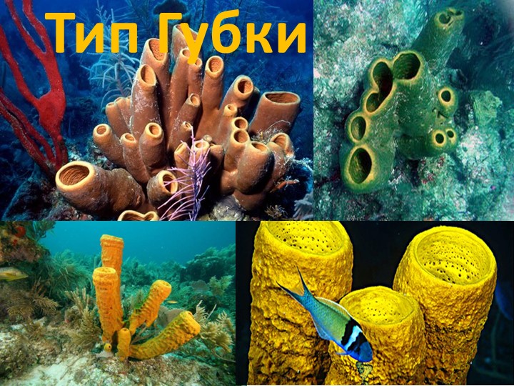 Презентация по биологии на тему "Тип Губки" 7 класс - Скачать презентации бесплатно | Читать или скачать учебники для школы онлайн бесплатно ☑ Школьные учебники school-textbook.com