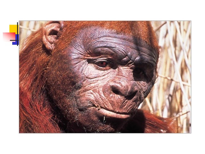 Презентация на тему "Происхождение человека" - Скачать презентации бесплатно | Читать или скачать учебники для школы онлайн бесплатно ☑ Школьные учебники school-textbook.com